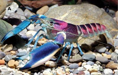 Cherax