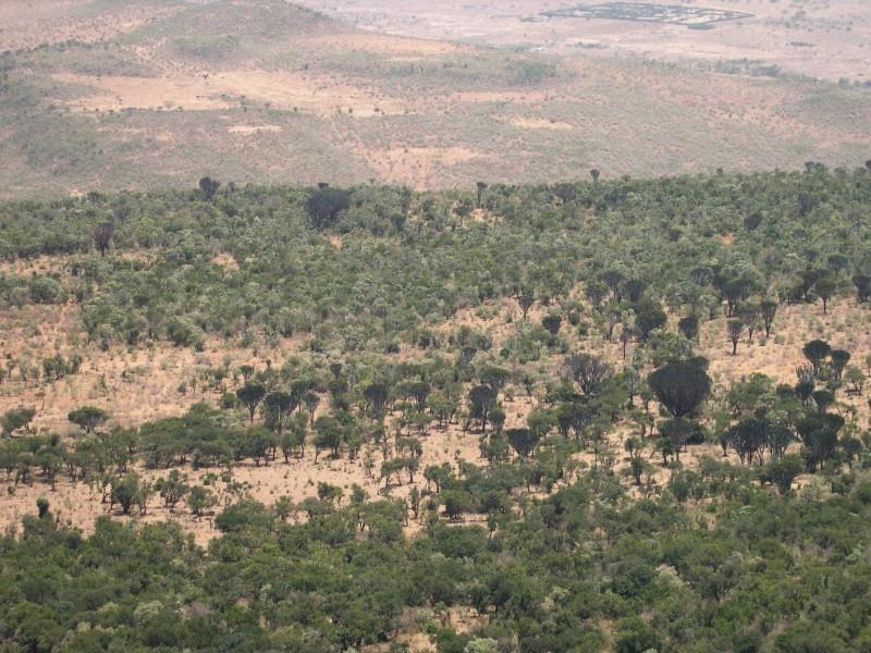Suchá stromová savana - Východní Afrika, Keňa,