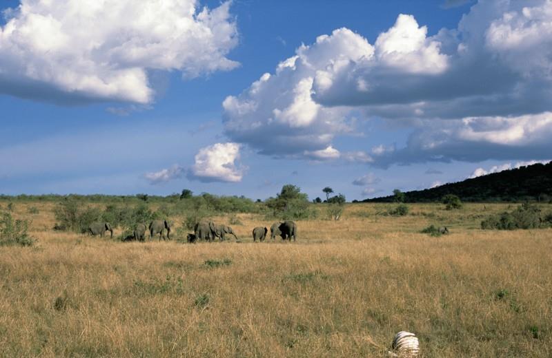 Suchá travnatá savana - Východní Afrika,