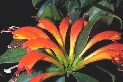 Asie Aeschynanthus