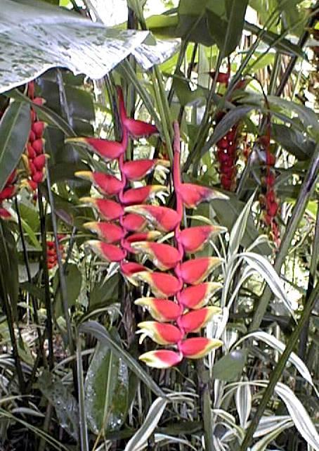 0149 1 rod: Heliconia