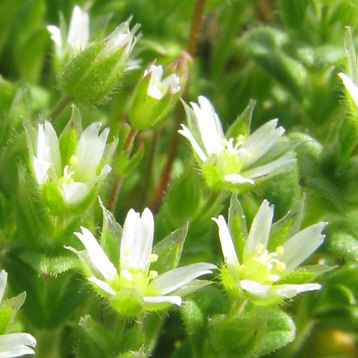 následujících kapitolách: lomikámen trojprstý (Saxifraga tridactylites) a pochybek