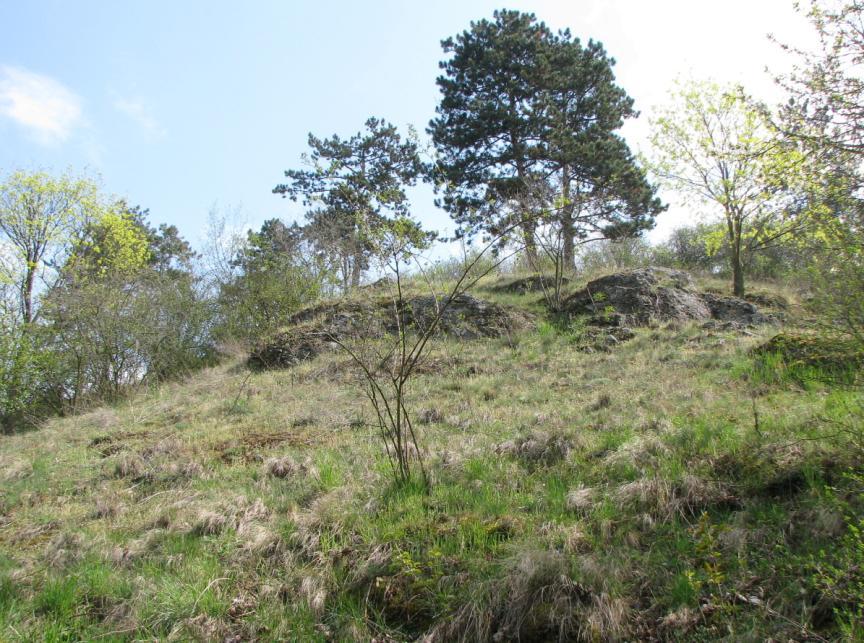 Charakteristické jsou především soliterní mohutné javory mléče (Acer paltanoides) nebo bohatší porosty skalníku obecného (Cotoneaster integerrimus) v nižších partiích prvních dvou hřbetů od jihu.