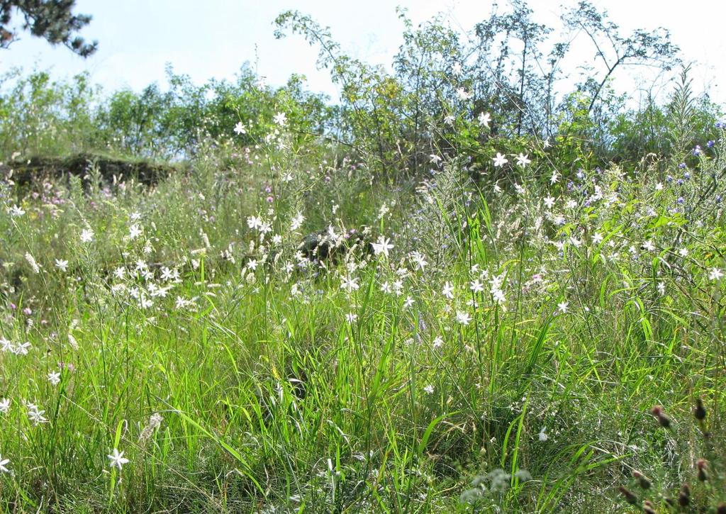 sivého (Seseli osseum), divizny rakouské (Verbascum austriacum) nebo česneku