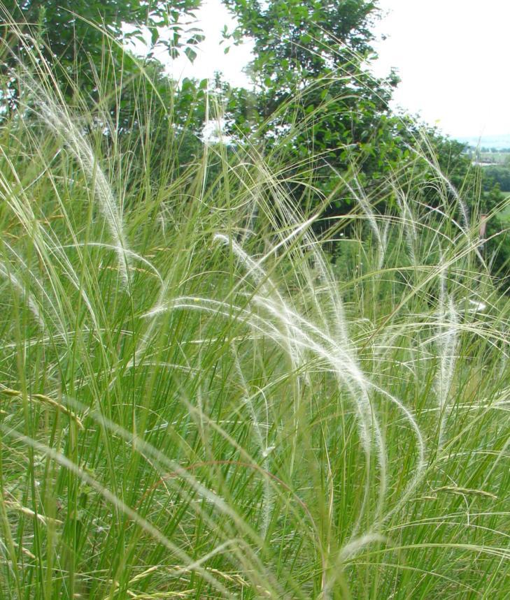 Jde o zvláště chráněný silně ohrožený kavyl tenkolistý (Stipa tirsa) uváděný z minulosti ještě z nedalekého Santonu.