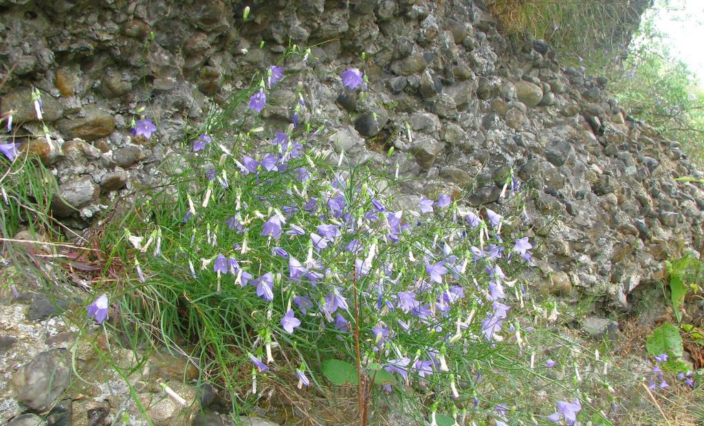 112 ZVONEK MORAVSKÝ Zvonek moravský (Campanula moravica) je jedním z šesti