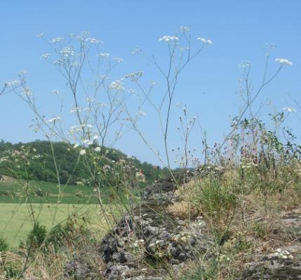 partiích skalnatých strání nad Velaticemi.