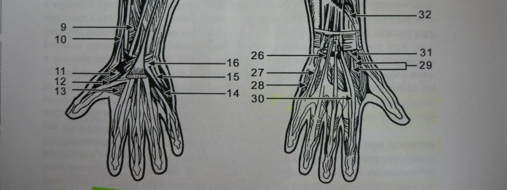 adducrot pollicis, 1 - m. flexor digiti minimi, 15 - m. abduktor digiti minimi, 16 - retinaculum flexorum, 17 - m. flexor digitorum superficialis, 18 - m. palmaris longus, 19 - m.