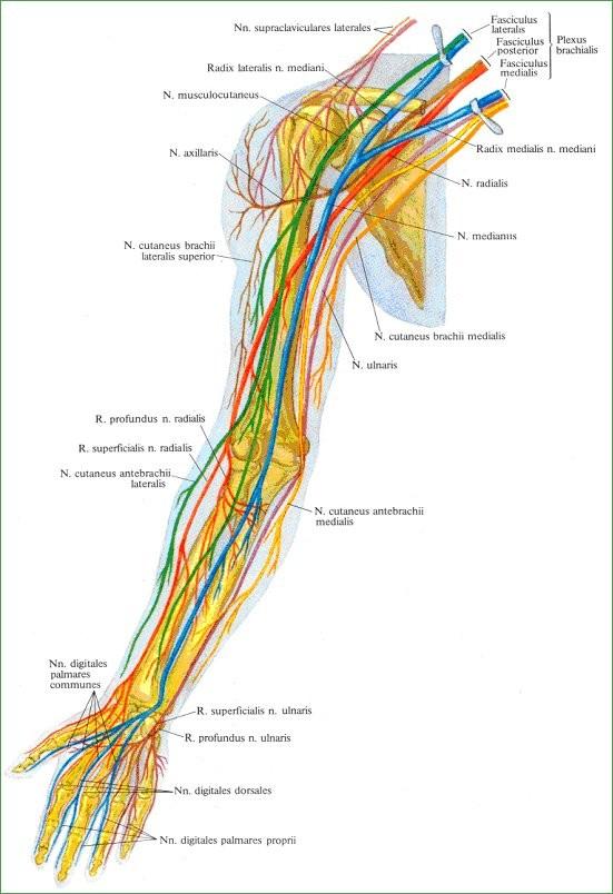 2. 1. 5 Inervace Horní končetina je kořenově inervována C5 - C8, s malou spojkou od Th1 a C, přičemž se tyto kořeny spojují ve tři svazky. Vzniká tak fasciculus lateralis, posterior a medialis.