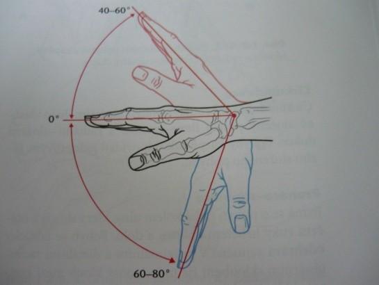 2. 2. 3 Zápěstí a ruka Anatomicky je možné rozdělovat tyto dvě struktury, dohromady však zápěstí a ruka tvoří jeden funkční celek.