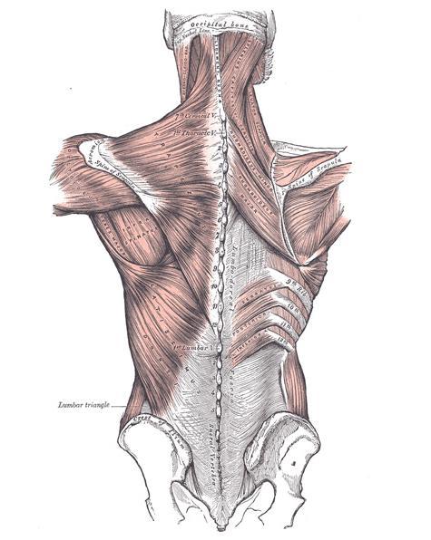 Obr. č. 2 Spinohumerální svastvo (Gray, 1918) 2.1.5.2 Svaly thorakohumerální M. pectoralis major, velký prsní sval, rozdělujeme na tři části.