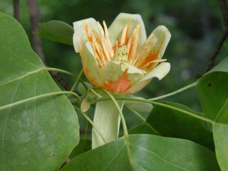 Liliovník tulipánokvětý (Liriodendron tulipifera) patří mezi živoucí fosílie a patří k nejprimitivnějším rostlinným skupinám Ve svém projevu jste se zmínila, že původní smíchovská zahrada měla 13