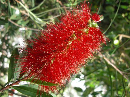 Štětkovce (Callistemon) z čeledi myrtovitých jsou domácí především v Austrálii a jsou nápadné živě zbarvenými tyčinkami, které tvoří typické květenství v angličtině zvané "štětka na láhve"