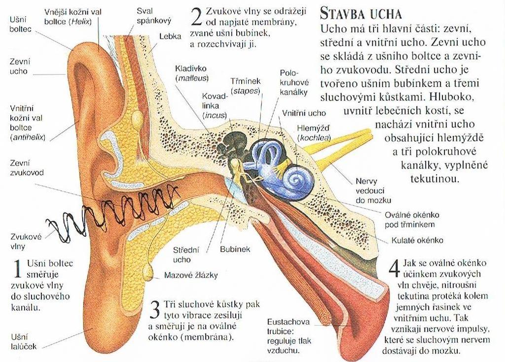 Obr. č. 10 - Stavba ucha Na obrázku č. 10 je lidské ucho podrobně popsáno z hlediska složení. Mechanismus postupu zvuku ve sluchovém orgánu lze popsat v několika větách.