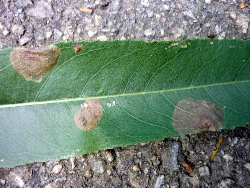 1 Nosatcovití (Curculionidae) Nosatec Isochnus sequensi Stierlin,