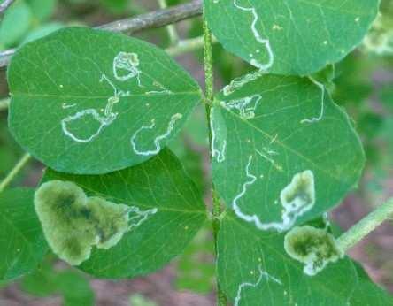 (Colutea arborescens) Symptomy: na listech se na horní straně tvoří hadovité