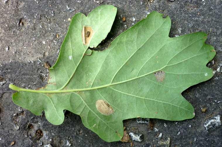 dřevina: dub letní (Quercus robur) Symptomy: mina se tvoří na spodní