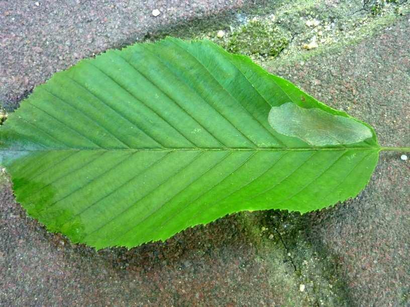 Napadená dřevina: habr obecný (Carpinus betulus)