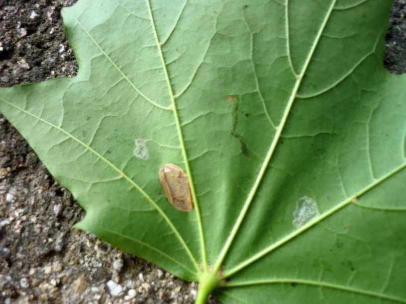 stran listu. Studijní plocha: Botanická zahrada a arboretum MZLU (ab.