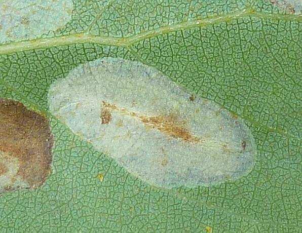 2) Klíněnka Phyllonorycter populifoliella Treitschke, 1833 Napadená dřevina: