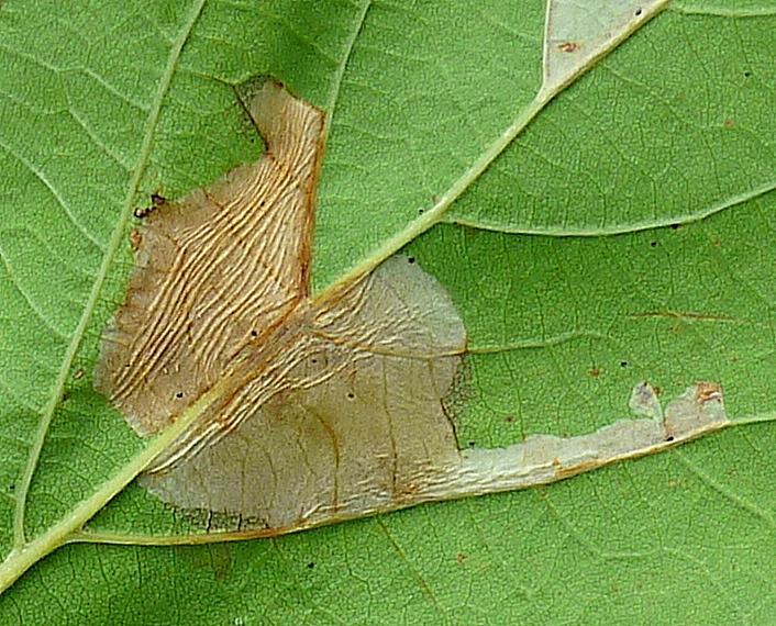 Klíněnka platanová (Phyllonorycter platani Staudinger, 1870)