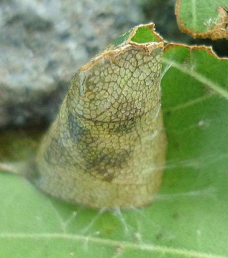 Vzpřímenka Caloptilia semifascia Haworth, 1828 Napadená dřevina: