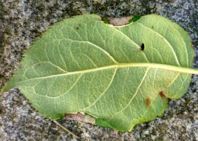 (Malus sylvestris) Symptomy: housenka stáčí okraj