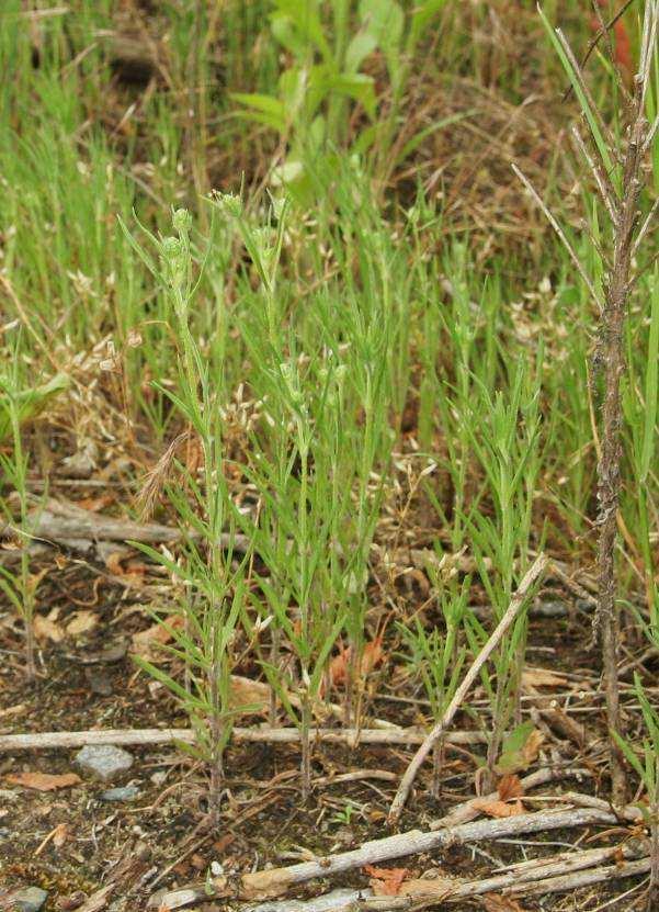Jednoletá ruderální vegetace (Stellarietea mediae)