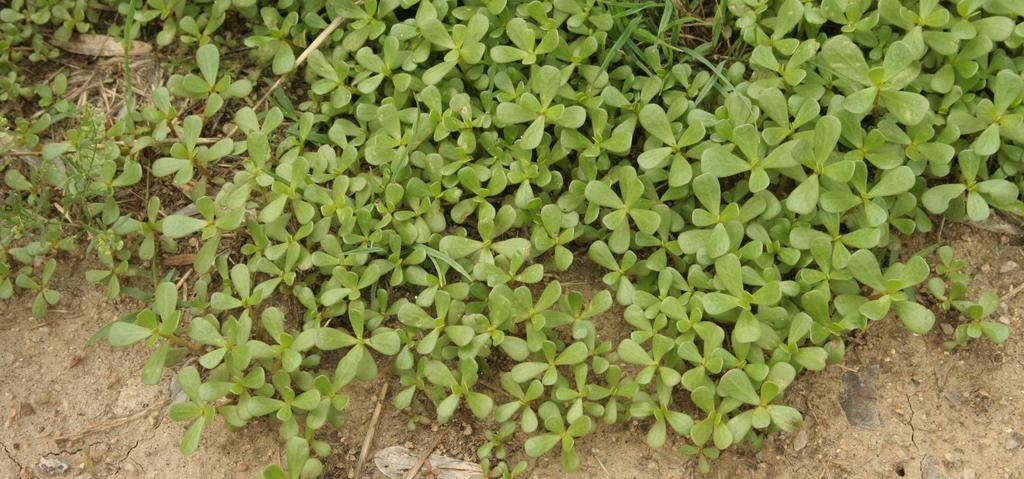 Jednoletá ruderální vegetace (Stellarietea mediae) Eragrostion cilianensi-minoris vegetace teplomilných jednoletých nízkých druhů na písčitých