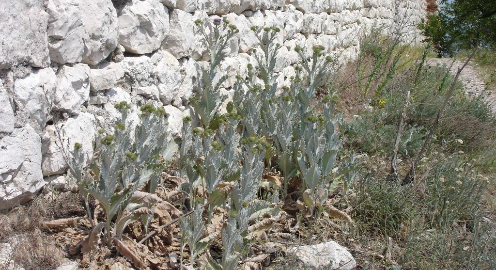 Vytrvalá ruderální vegetace (Artemisietea vulgaris) Onopordion acanthii archeofytní vegetace venkovských sídel (dnes už vzácná) v teplých