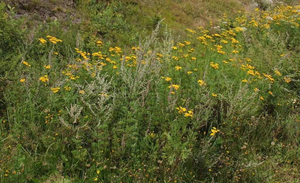 Vytrvalá ruderální vegetace (Artemisietea vulgaris) Dauco