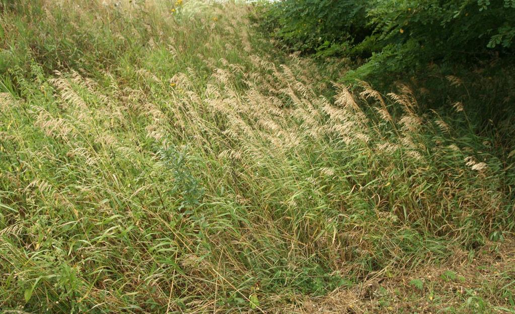 Vytrvalá ruderální vegetace (Artemisietea vulgaris)