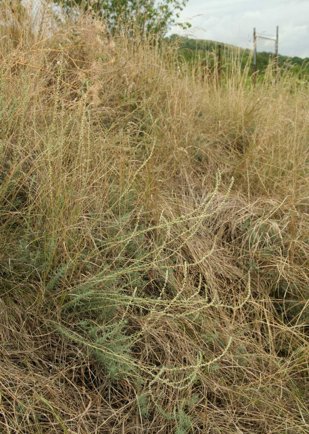 Vytrvalá ruderální vegetace (Artemisietea vulgaris) Artemisio-Kochion prostratae