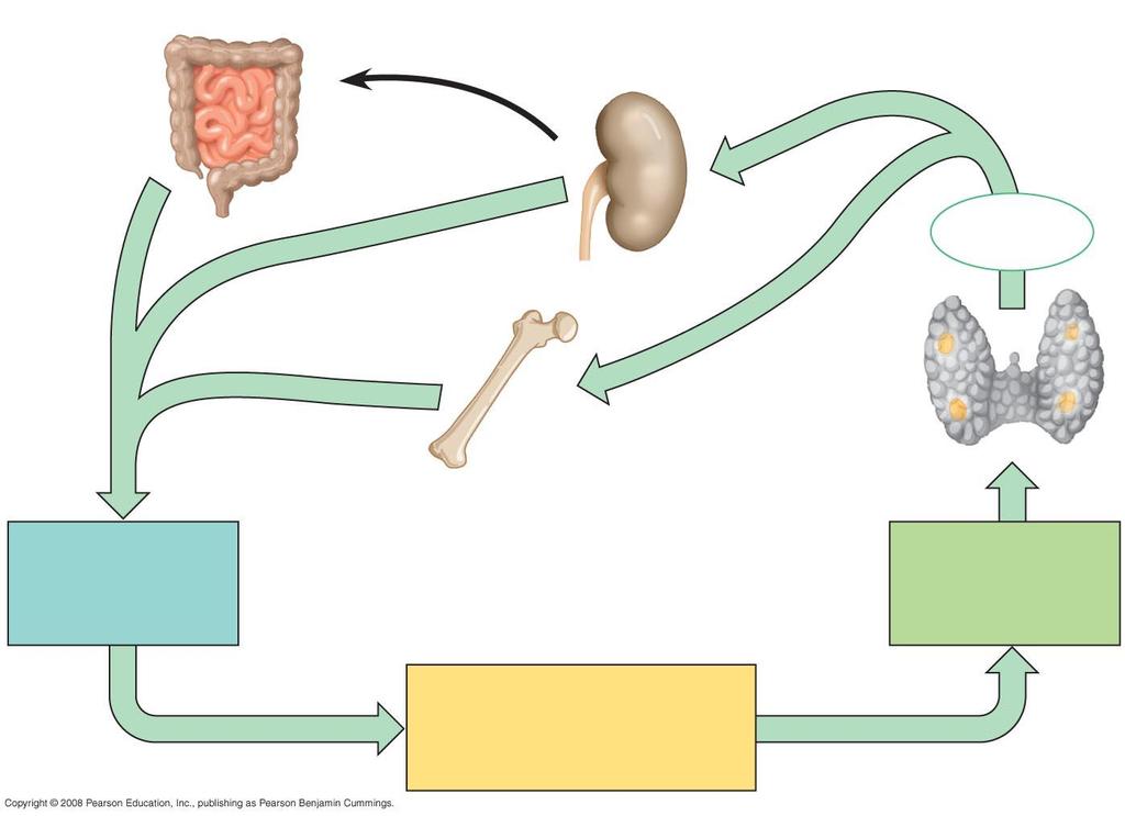 Increases Ca 2+ uptake in intestines Active vitamin D Stimulates Ca 2+ uptake in kidneys PTH Stimulates Ca 2+ release from bones Parathyroid gland