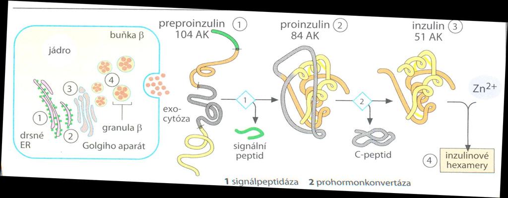 Syntéza inzulinu Signální peptid je štěpen a transportován od ER Proinzulin je dále štěpen v GA trypsinu podobnými enzymy a