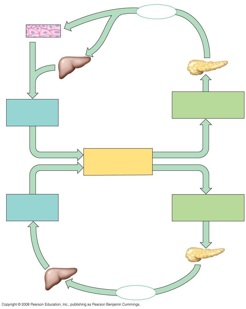 Body cells take up more glucose. Insulin Inzulin a glukagon jsou antagonistické hormony, které pomáhají udržovat homeostázu glukosy Liver takes up glucose and stores it as glycogen.