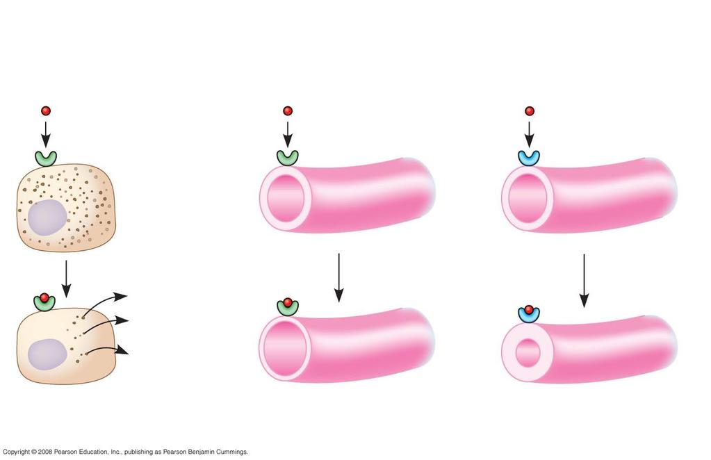 Stejné receptory, ale odlišné intracelulární proteiny Odlišné receptory Adrenalin β-receptor Zásoby glykogenu Adrenalin β- receptor Adrenalin