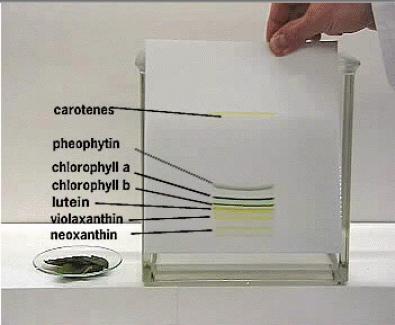 Planární chromatografie Nanesení chromatogramu - vzorky na startovní pozici blízko okraje plošného nosiče (papíru, tenké vrstvy) ve formě malých kapek nebo tenkých čar Vyvíjení chromatogramu v