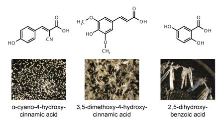 (proteiny, peptidy,