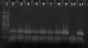 Obrázek 19: Agarózová gelová elektroforéza specifických produktů PCR (250 bp) pro rod Lactobacillus.