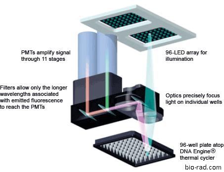 Polymerázová řetězová reakce (5) qpcr: denaturace annealing elongace kvantifikace nespecifická fluorescenční