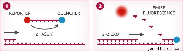 Polymerázová řetězová reakce (7) hydrolyzační sondy (TaqMan )