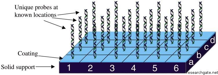 DNA microarray (2) cílové molekuly hybridizují s komplementarními vlákny oligonukleotidů přichycenými k destičce promytí