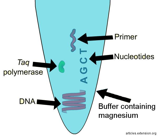 Polymerázová řetězová reakce templátová DNA primery ohraničující