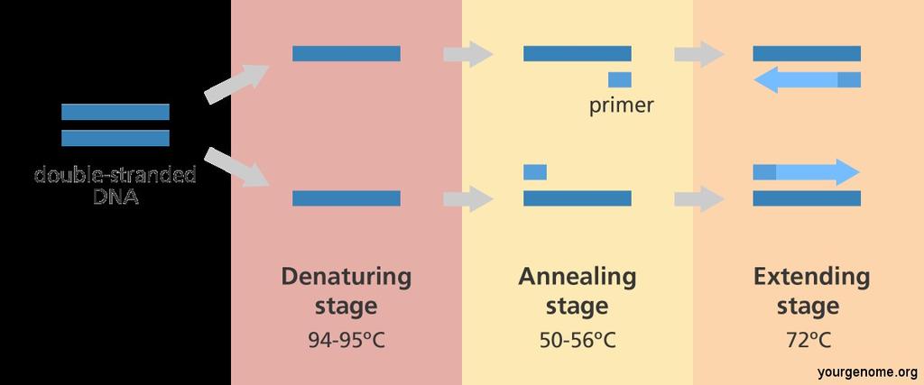 Polymerázová řetězová reakce (2) cyklus: