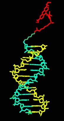 amplifikované DNA.