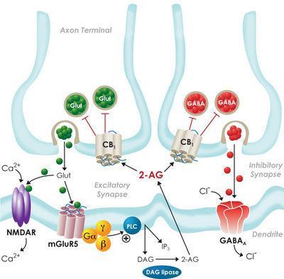 Obrázek 3: Retrográdní signalizace endokanabinoidního systému Legenda: 2-arachidonylglycerol (2-AG) je syntetizován a následně secernován z postsynaptických neuronů a aktivuje CB1 receptory na