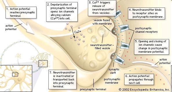 Synapse