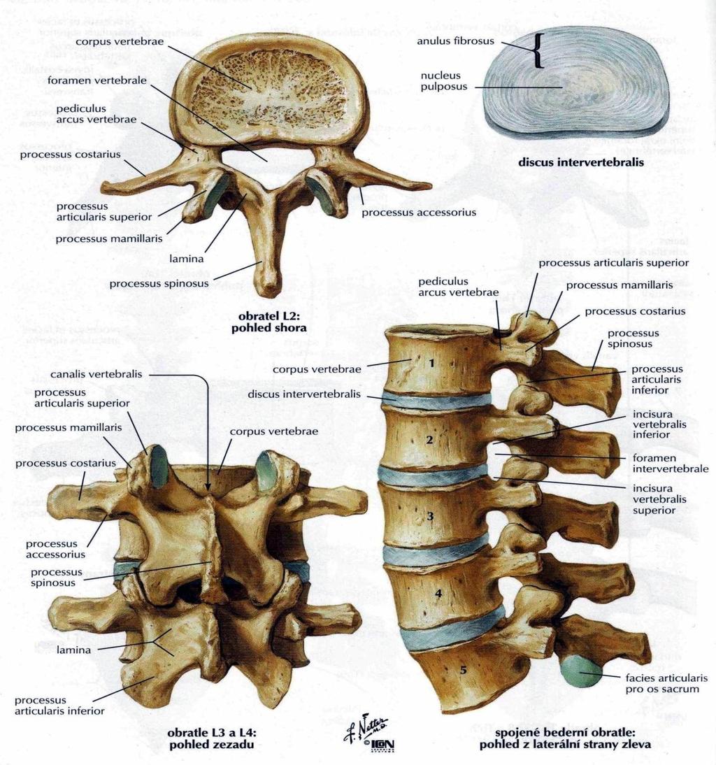 Příloha 3 Bederní obratle,