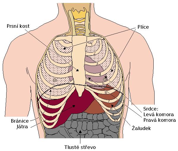 2.1. ANATOMIE A FYZIOLOGIE SRDCE 3 Obrázek 2.1: Umístění srdce v hrudníku [2]. 2.1.1 Anatomie srdce Stěna srdeční se z histologického hlediska skládá ze tří vrstev, jsou to [3]: Endokard (vnitřní vrstva) je tenká blána, která vystýlá srdeční dutiny a pokrývá i chlopně.